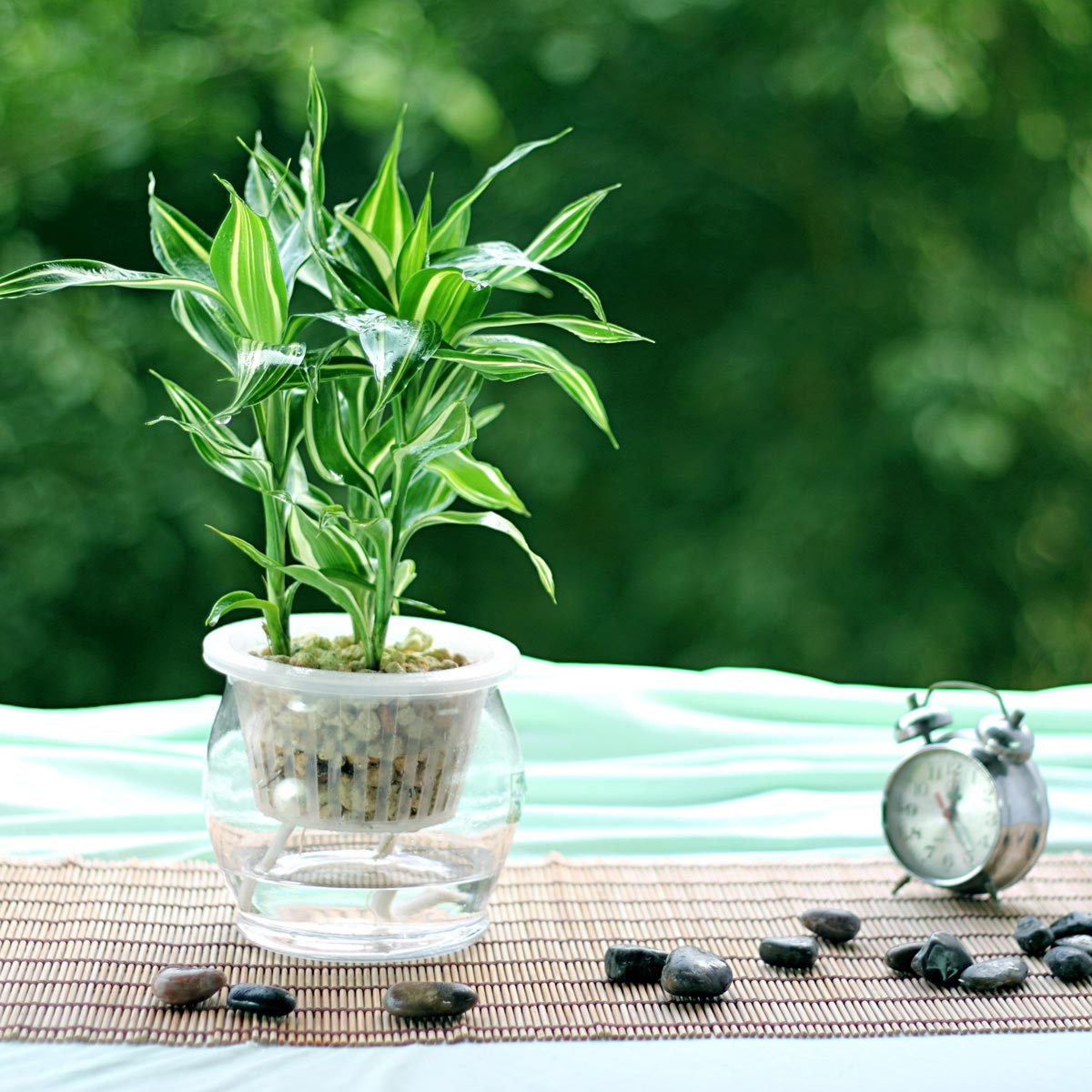 空调房干燥怎么办?只要放盆清水加它,既预防感冒又可摆脱空调病