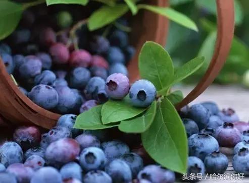 哈尔滨尚志要开挂了！如果三年后你还在尚志，将面对的竟是这些