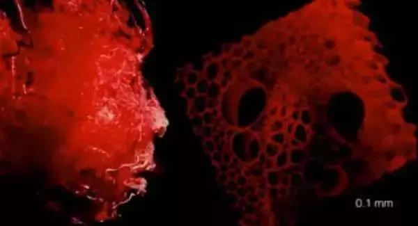 这位生物黑客教授竟然从苹果中培育出耳朵，功能与常人无异