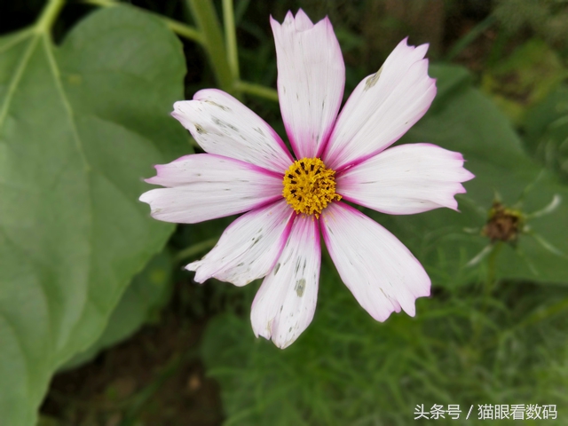 oppor11详细评测,oppor11评测处理器