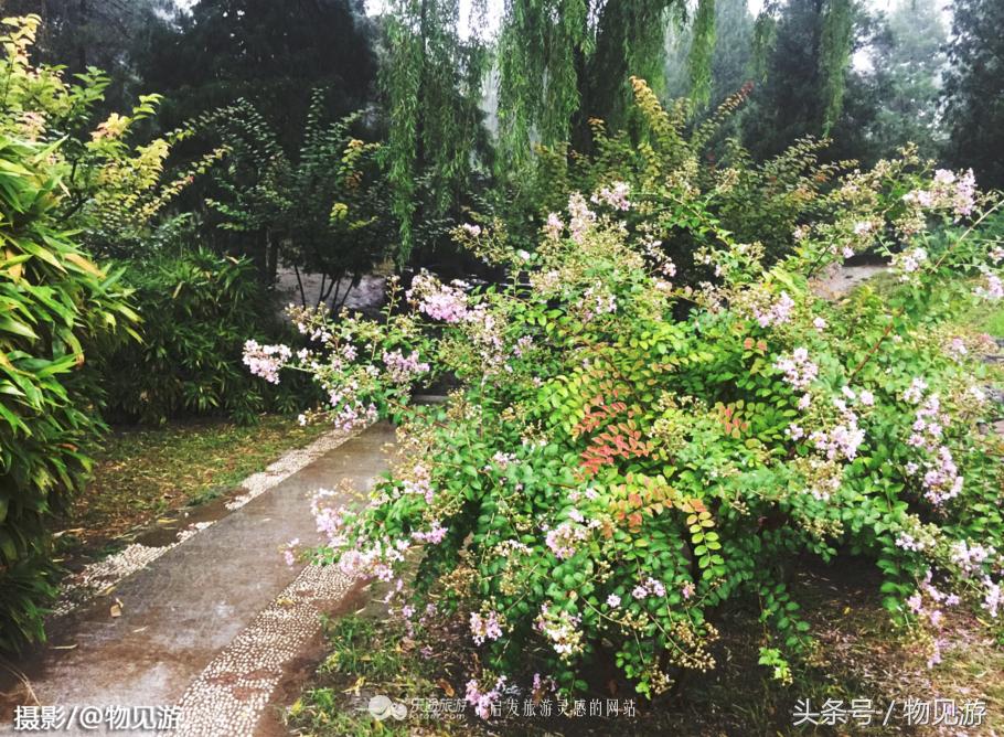 清水凌霄映芙蓉北京日坛公园雨中景｜一绮花见游（原创城市微旅行文章）