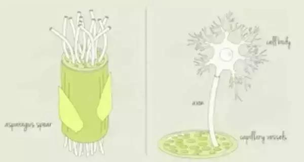 这位生物黑客教授竟然从苹果中培育出耳朵，功能与常人无异