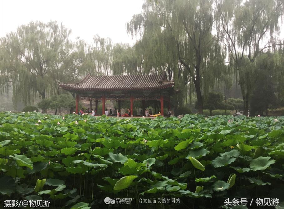 清水凌霄映芙蓉北京日坛公园雨中景｜一绮花见游（原创城市微旅行文章）
