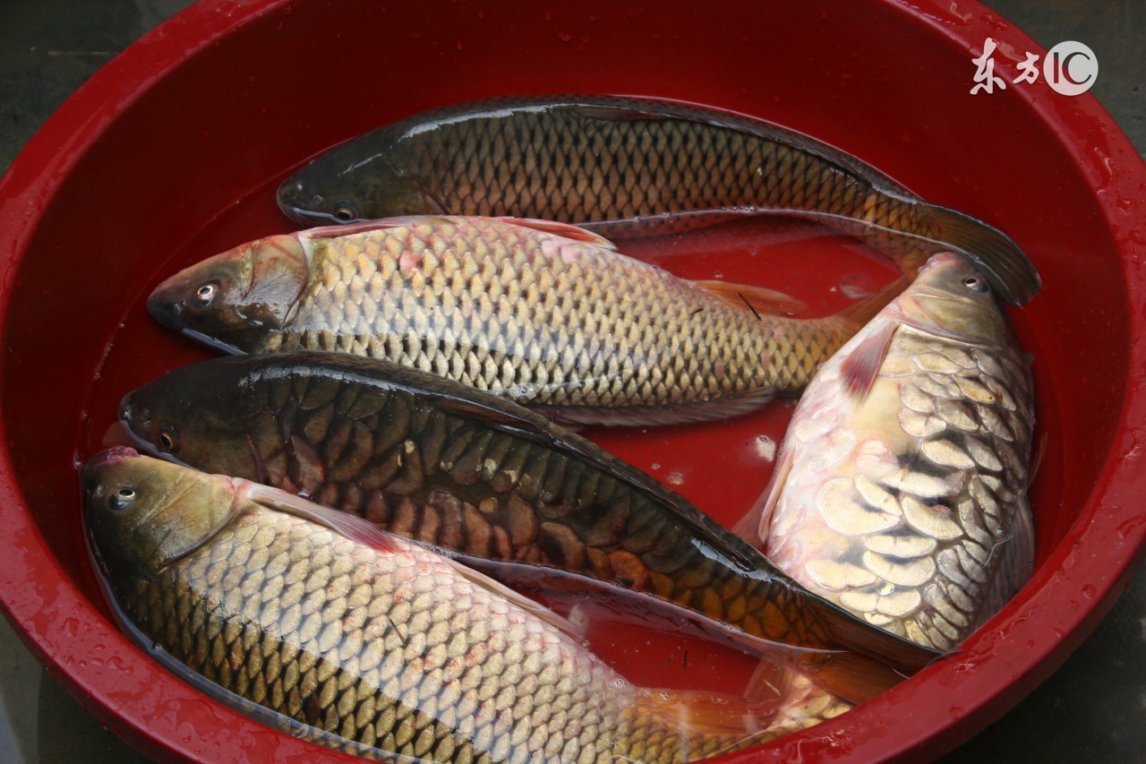 孕妇怀孕十月的食谱,孕妇营养食谱长胎不长肉