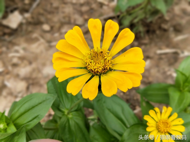 oppor11s测评玩王者荣耀,oppor11手机怎么样值得入手吗