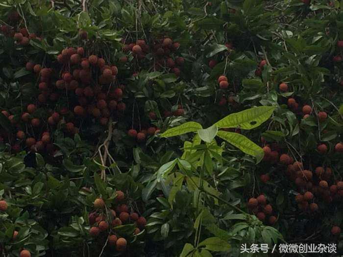 荔枝丰收季节硕果累累挂满枝头,红彤彤的荔枝
