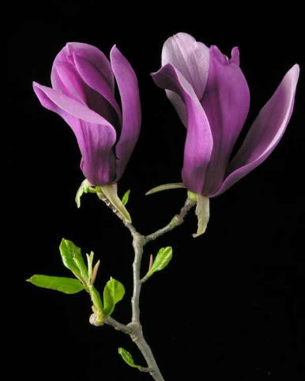 每日花语蔡依林,每日花语腊梅花