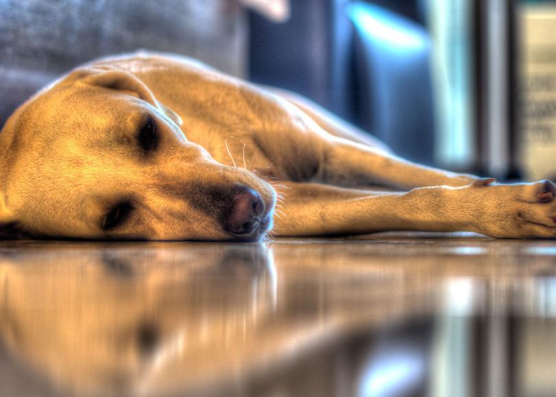 《狗狗的养护与训练秘籍》,狗狗日常护理注意事项