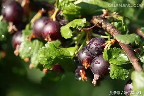 哈尔滨尚志未来5年规划,哈尔滨尚志最新规划