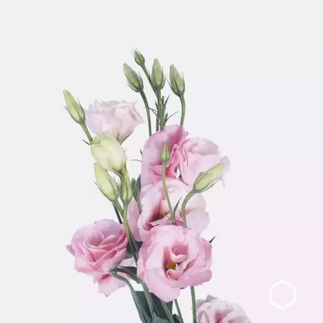 高端花店logo,开一家花店需要哪些logo