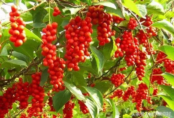 哈尔滨尚志要开挂了！如果三年后你还在尚志，将面对的竟是这些