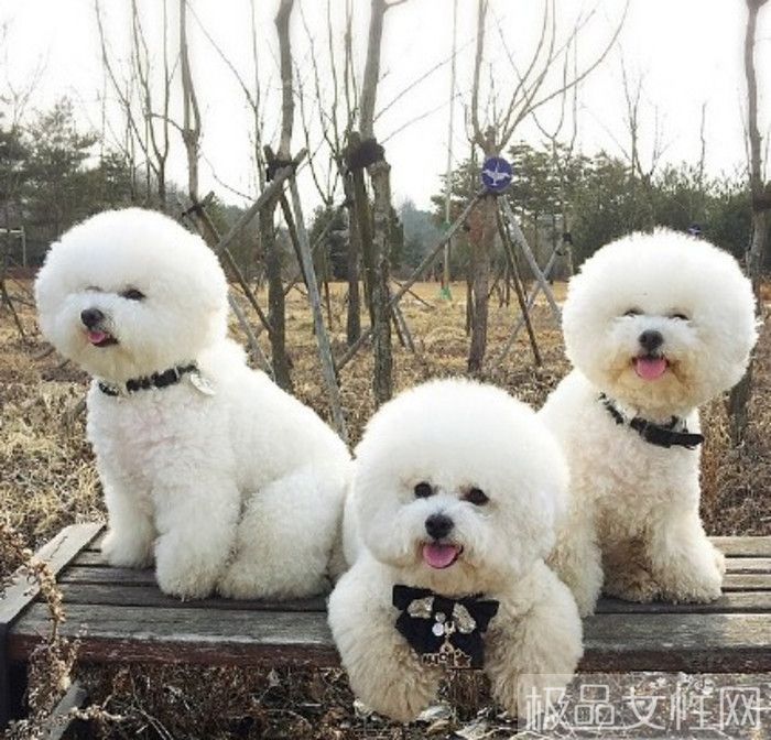 比熊犬营养食谱3个月,比熊犬营养食谱