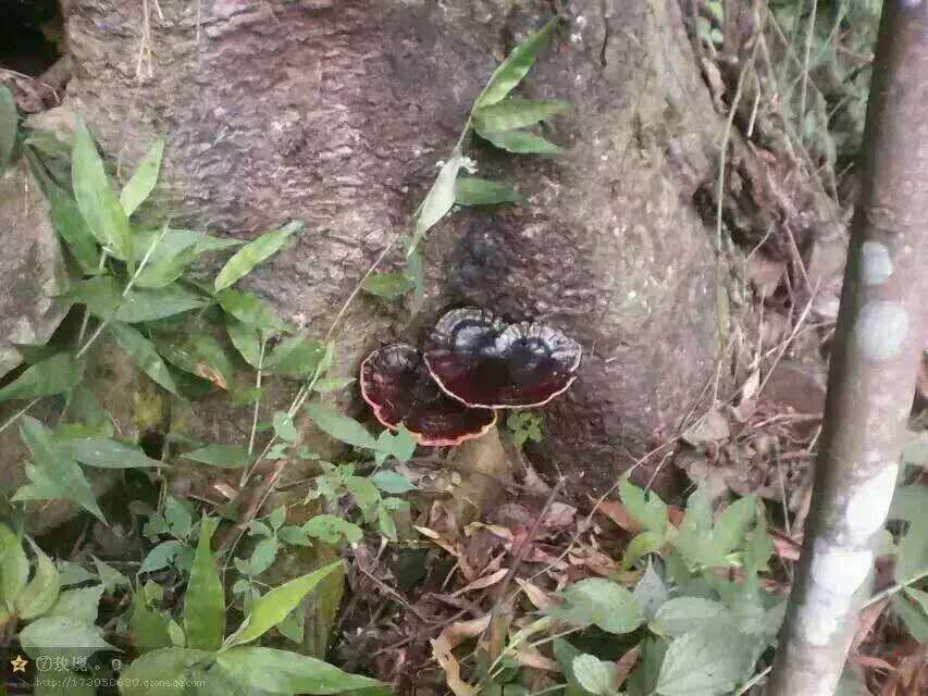 吃灵芝孢子粉,灵芝能吃吗