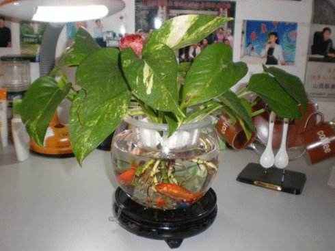 水养绿萝可以放金鱼需要喂食吗,金鱼和绿萝一起养会影响水质吗