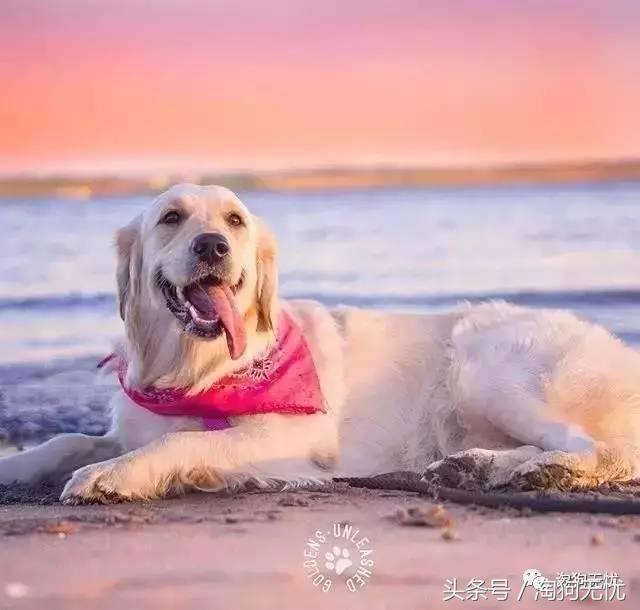 所有的狗狗都有尴尬期吗,科普狗狗知识