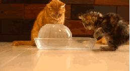 排名第一的灭蟑螂方法,十大灭蟑螂方法