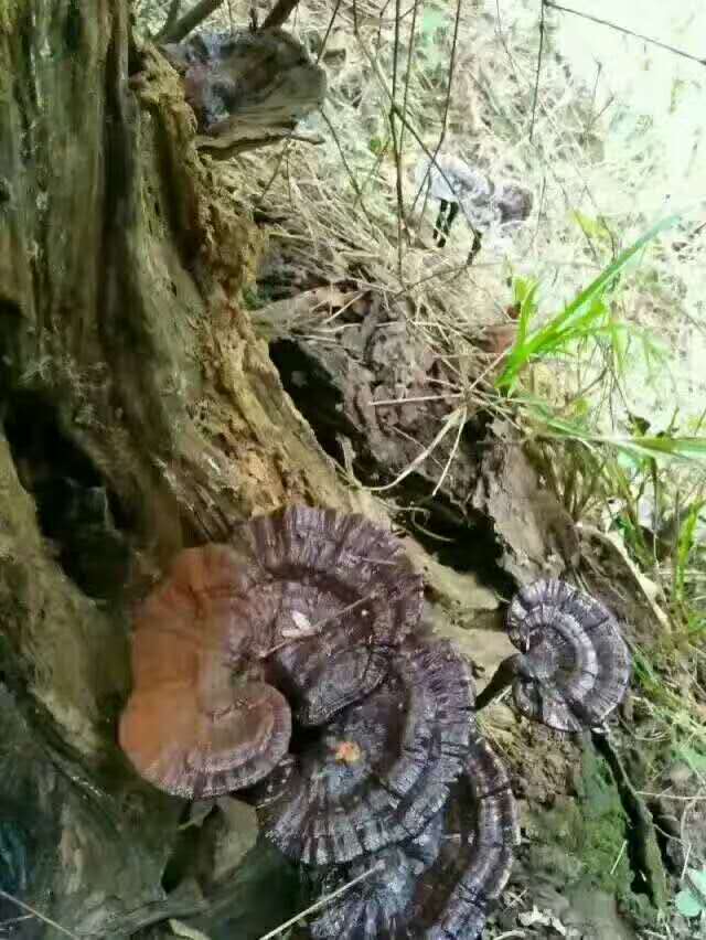 吃灵芝孢子粉,灵芝能吃吗