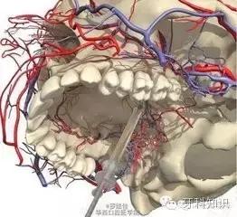 口腔拔牙图片,口腔拔牙麻醉多久消退