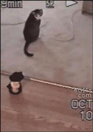 喵星人个个都是小戏精,喵星人是个让人匪夷所思的生物