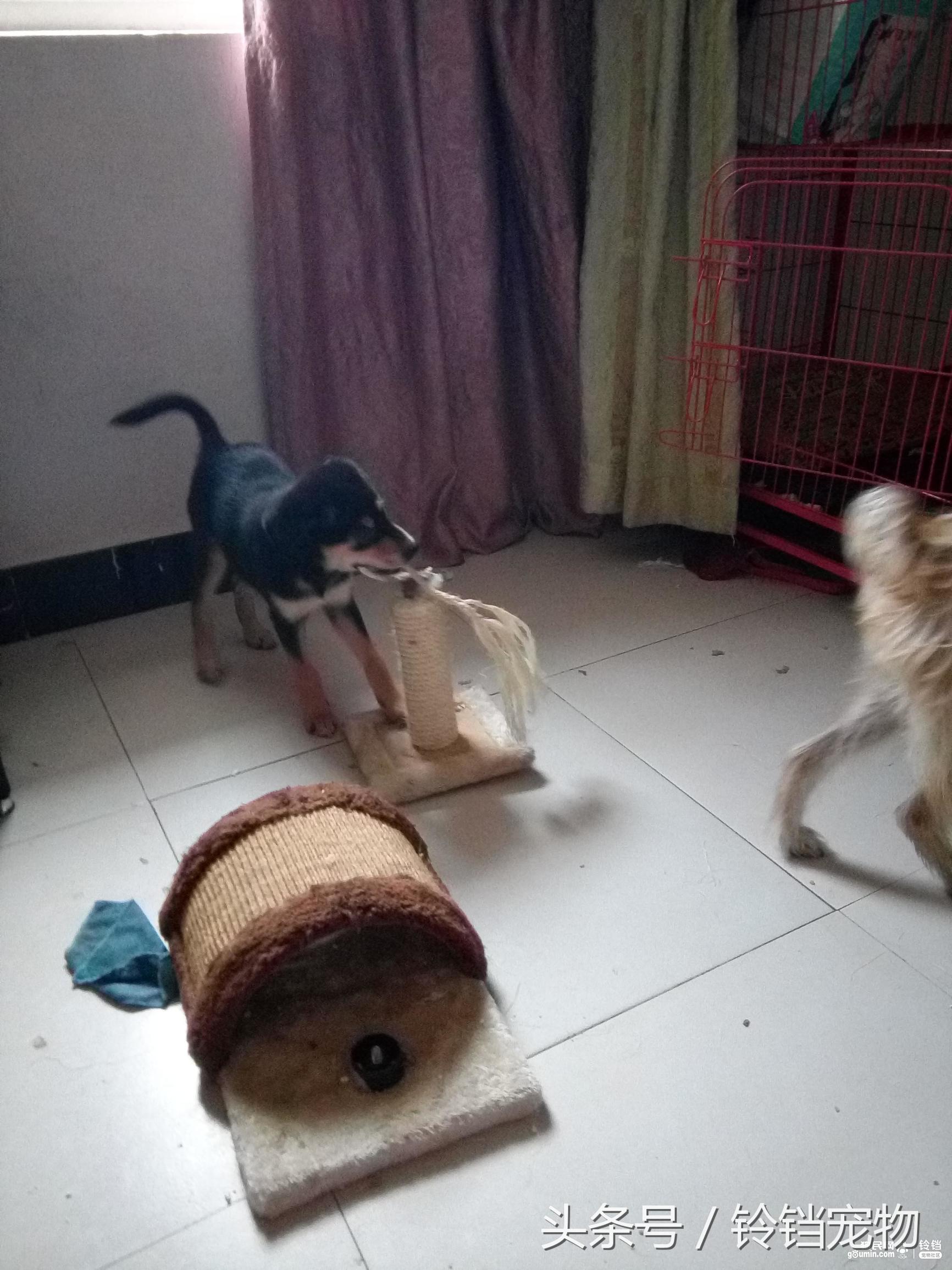 猫狗一起拆家了 (猫狗拆家)