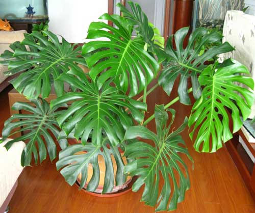 新房装修有害气体怎么治,房子装修完有异味怎么办