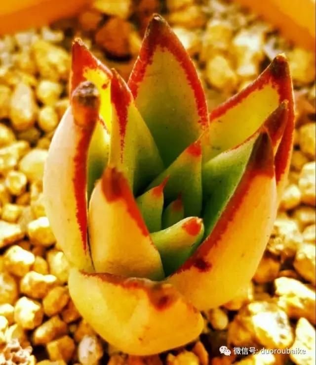 多肉爱好者必须养的有哪些多肉,心头肉多肉