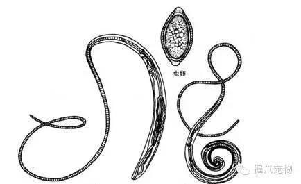 孕妇不能养什么,家里有孕妇可以养宠物吗