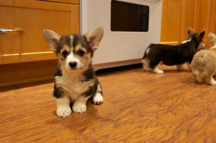 闲话毛小孩之狗食进化论