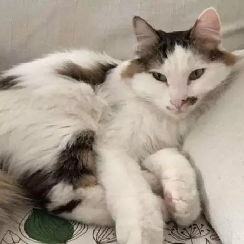 上海嘉定哪里有免费领养狗,瑶海区附近最近的宠物领养