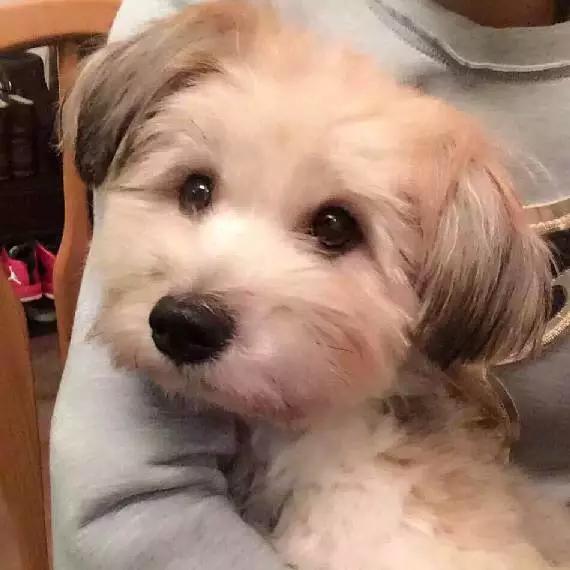 2022上海宠物领养中心官网,上海宠物领养日申请领养概率