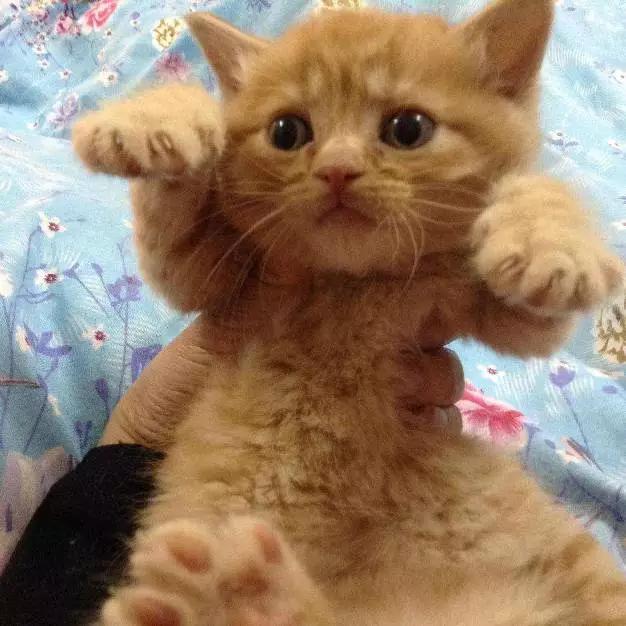 上海嘉定哪里有免费领养狗,瑶海区附近最近的宠物领养