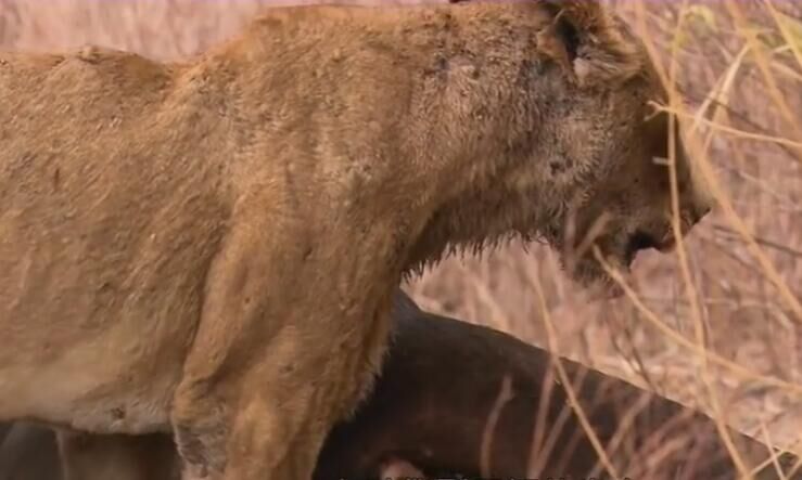老狮子生病了,老狮子的下场