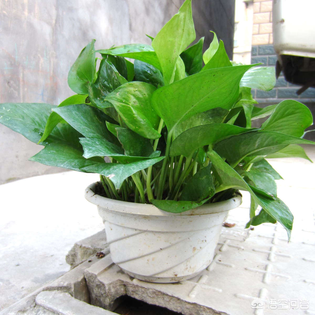 新移盆的绿萝有一点黄叶和烂根,新买回来的绿萝怎么处理放在鱼缸