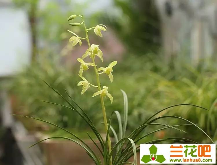 娴敓鎷炬収璇楅泦鍐呭澶у叏,娴敓鎷炬収鑼跺腑璁捐