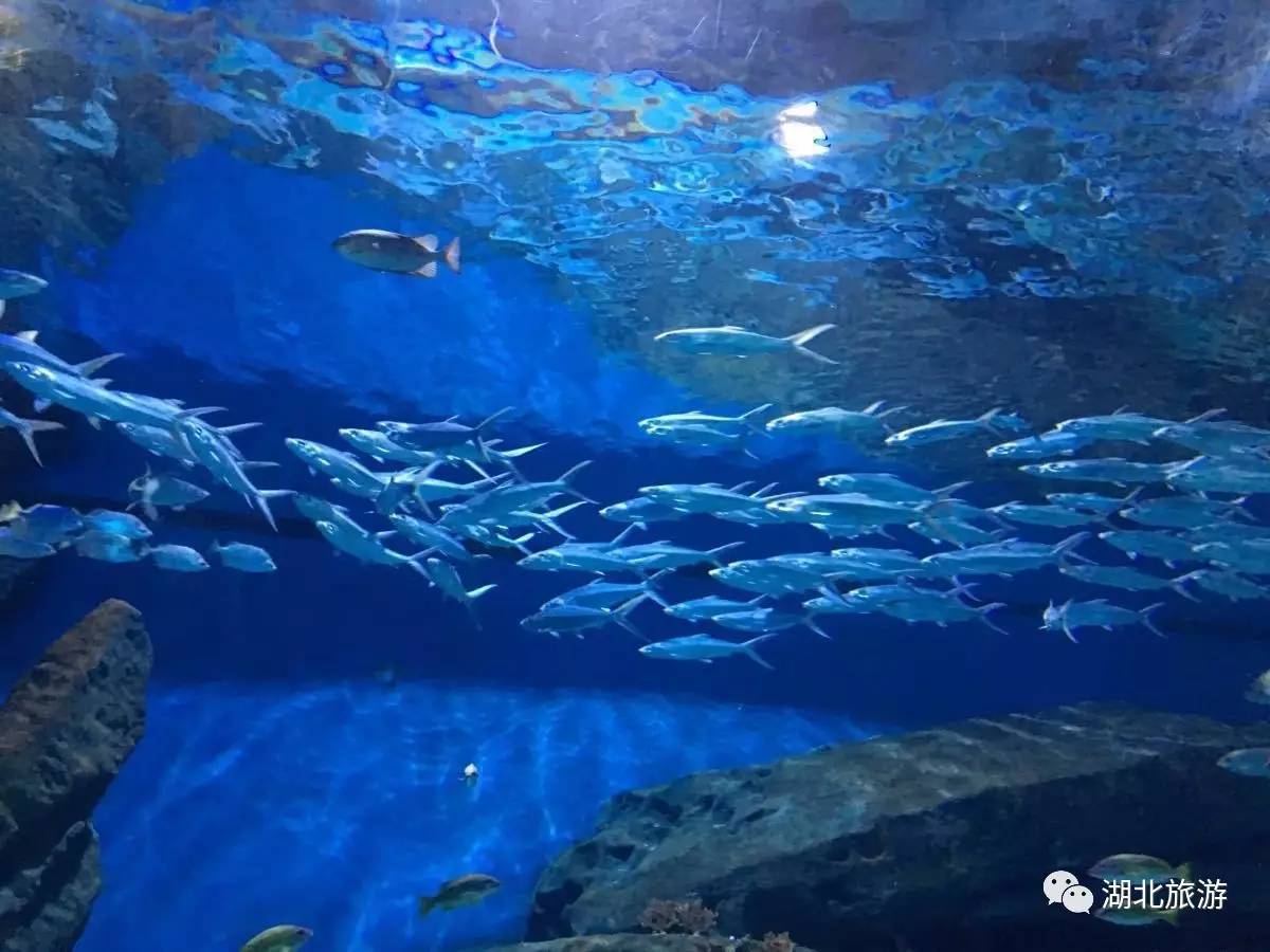 武汉海昌极地海洋公园一日游日记,一日一景看地球