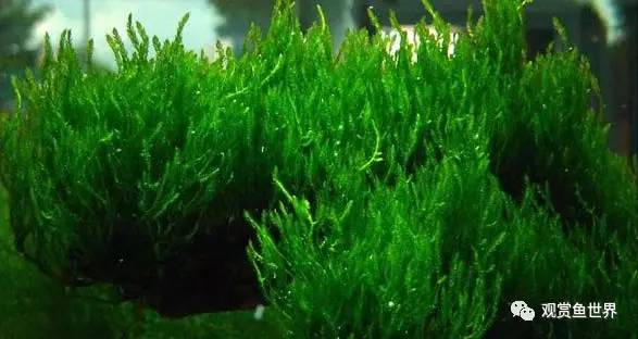 莫斯水草黑褐色,粉色莫丝水草