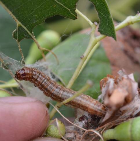 那些你不知道的益虫,虫害防治最简单的办法