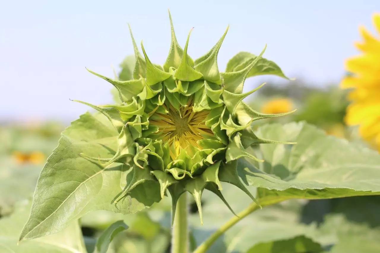 实拍鲅鱼圈“金色海洋”！和你的Ta来场“沉默”的邂逅……