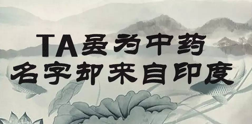 「百草园」那些“悬壶济世”的植物(十六)穿心莲