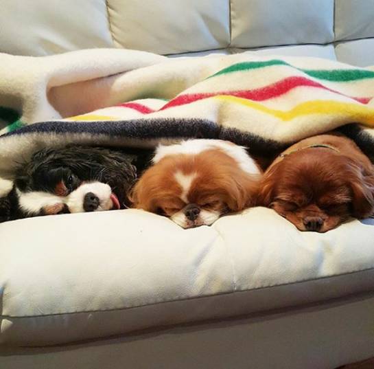 我没牙，我腿短，但我很红！