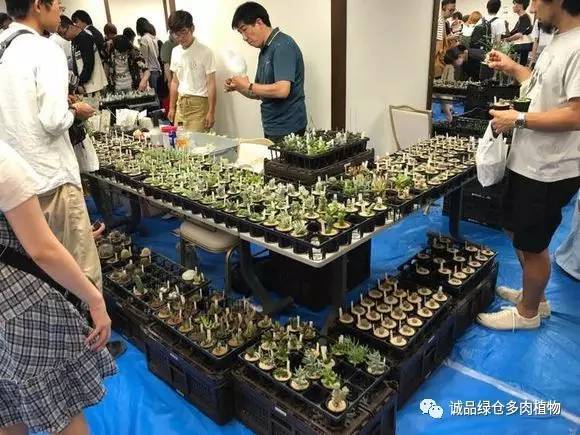 日本特价展会,日本多肉植物博览会