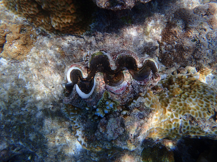 马尔代夫哈库拉岛好不好,马尔代夫哈库拉岛6日自助游