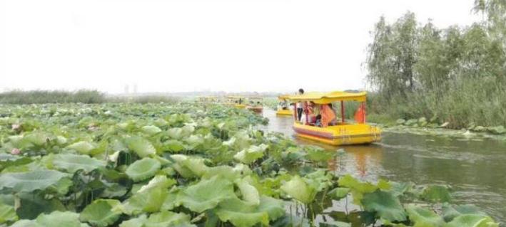 周口2022荷花节开幕式系列活动,周口第一届荷花节邀请明星