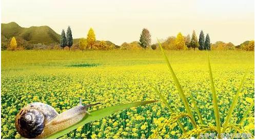 养殖业和种植业什么前景最好,未来的机会都在种植业和养殖业