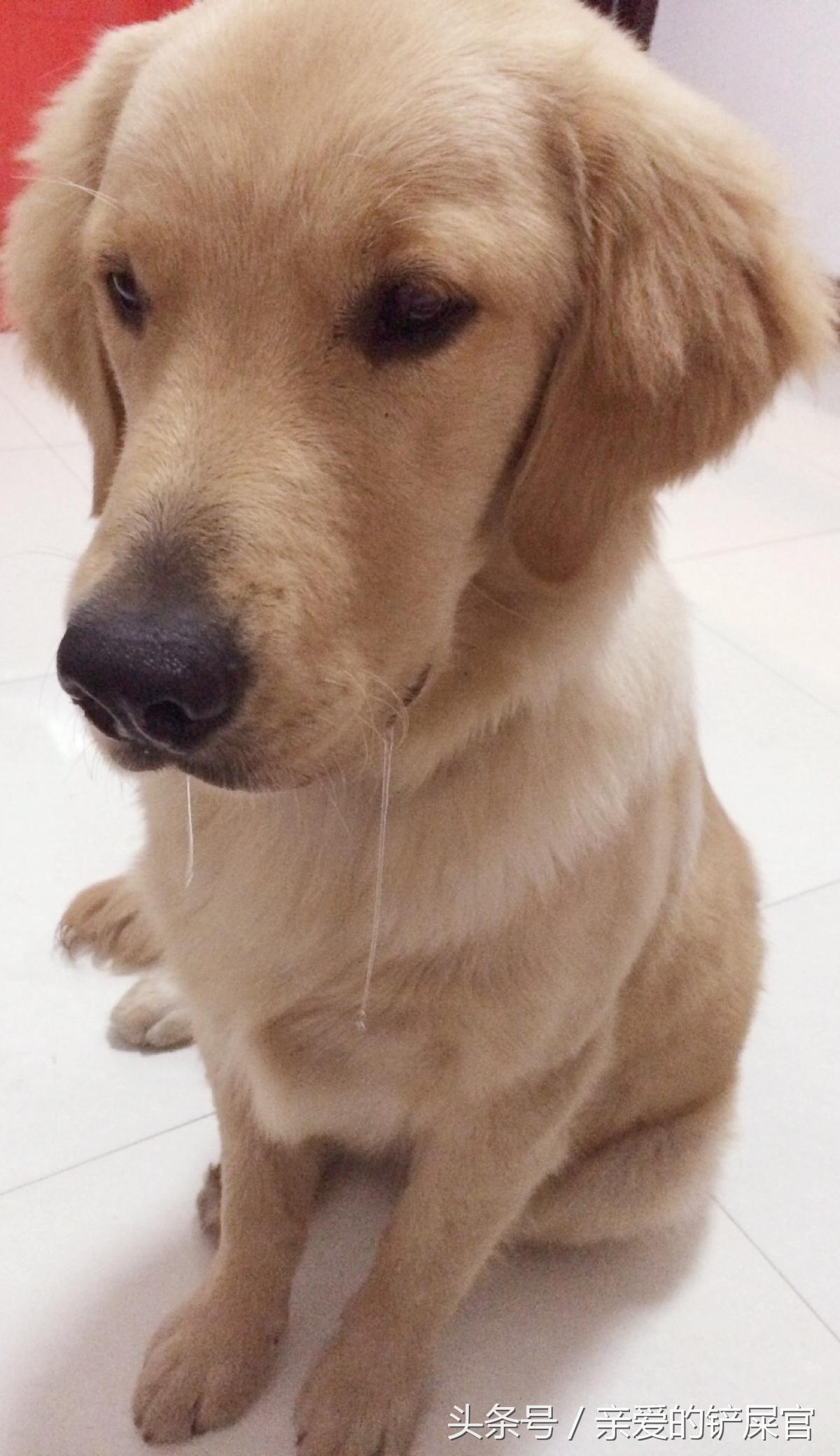 狗狗突然口水粘稠,狗狗突然口水多是怎么回事