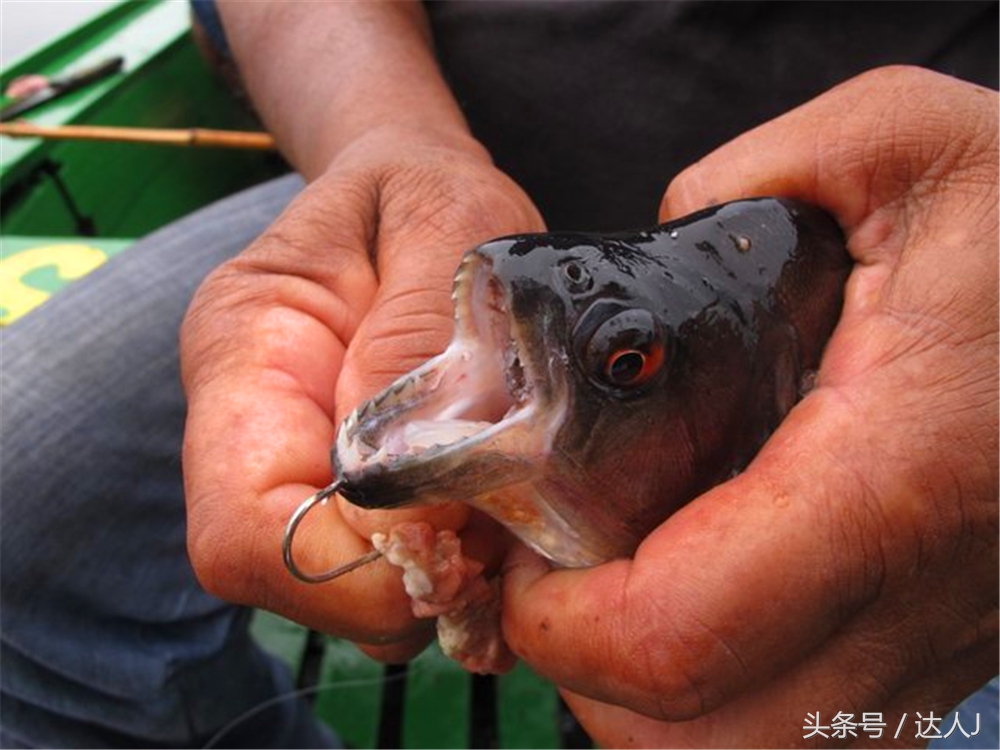 从亚马逊雨林到安纳托,最靠近亚马逊丛林的城市