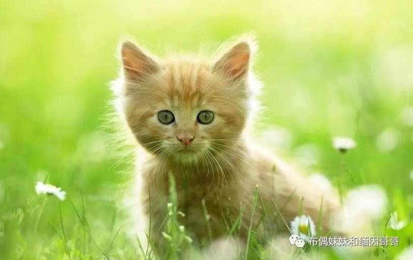 猫眼的养护方法,猫眼保养方法