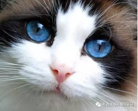 猫眼的养护方法,猫眼保养方法