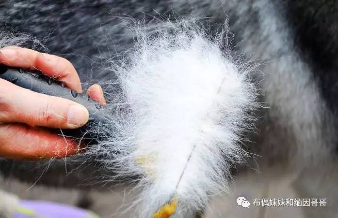 猫眼的养护方法,猫眼保养方法