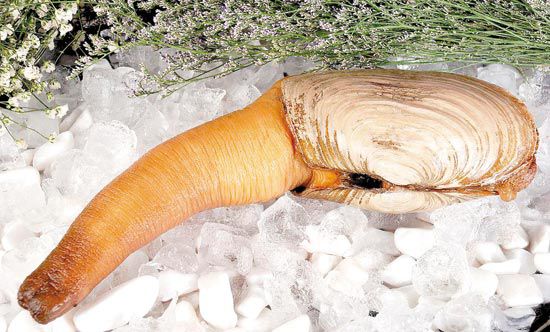 全球最好吃的五种贝类,你见过的贝类有哪些